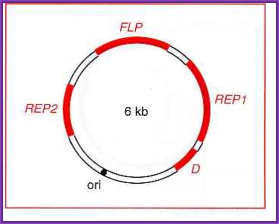 2micron yeast plasmid