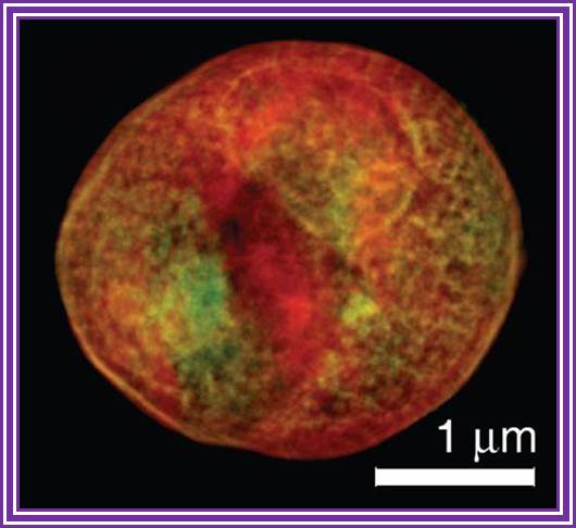 yeast cell