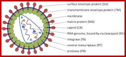 Image result for transfection of fibroblast cells with viral particles