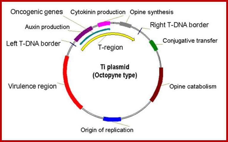 Description: Diagram_TiPlasmid