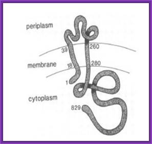 Figure 2: The structur of virA (Melchers et al., 1989)