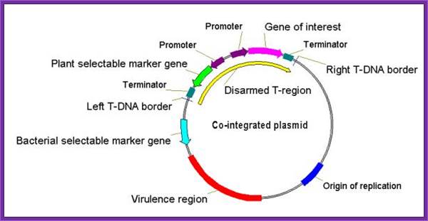 Co-integrated_plasmid