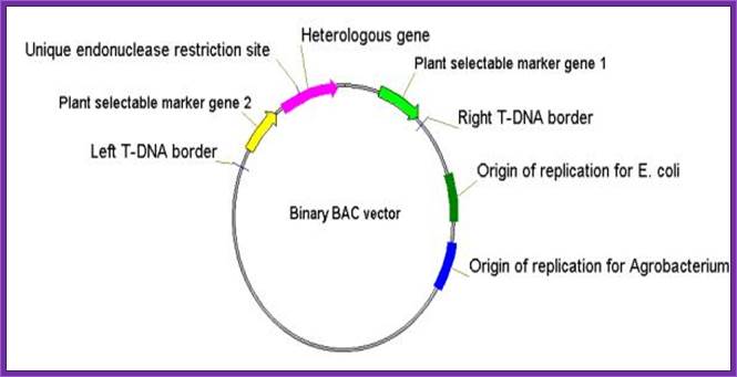 Bibac vector