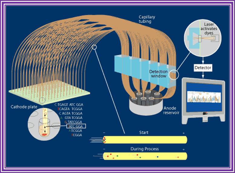 capillary sequencing