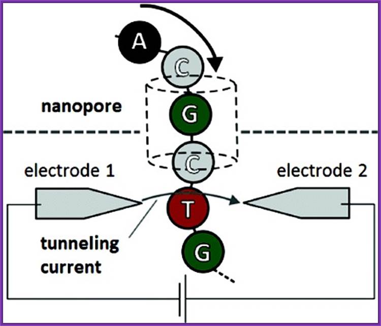 Scientists refine speedy nanopore DNA sequencing technique, entire genome in minutes or your money back