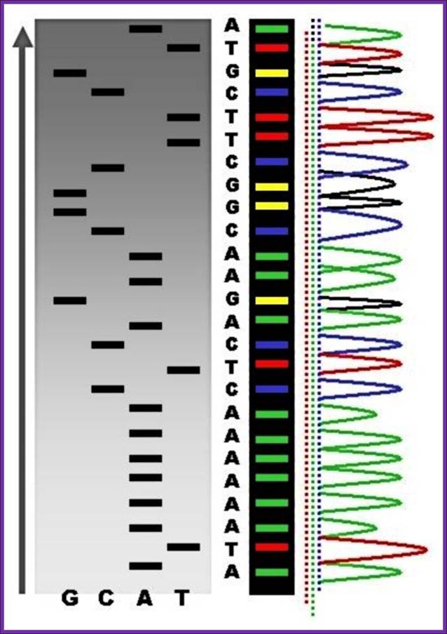 radioactive_fluorescent_seq.jpg