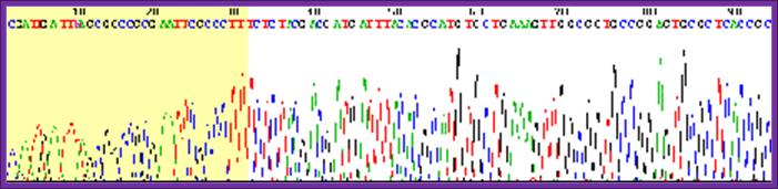 sanger_sequencing_read_display.gif