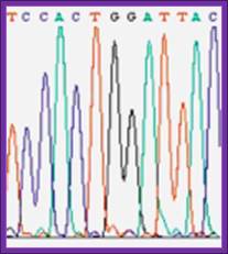 Automatic sequencing protocols provide a visual readout of sequence data.