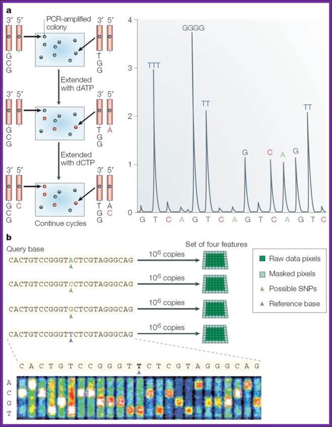 Examples of cyclic array sequencing and sequencing by hybridization.