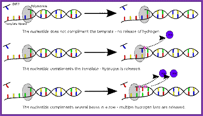 File:DNTP nucletide incorporation events.svg