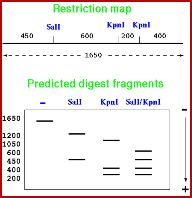 map2digest.gif