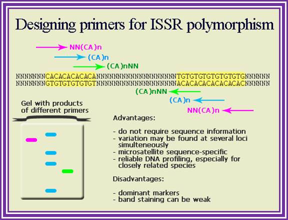 ISSR markers