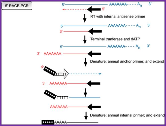 Figure showing how the 5' and 3' ends of cDNAs can be amplified by PCR