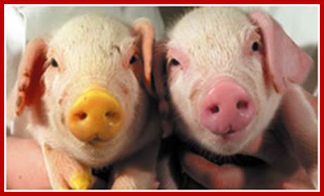 First cloned transgenic pig: eGFP