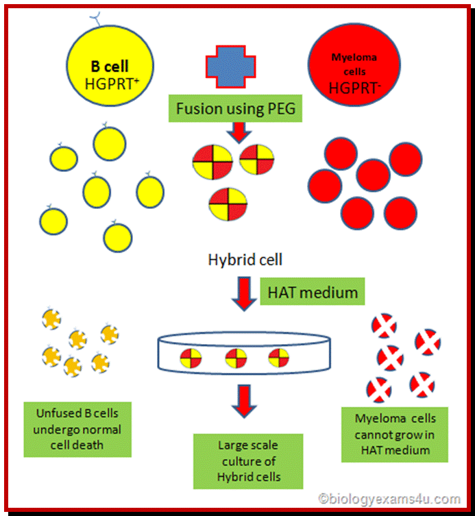 monoclonal antibody production