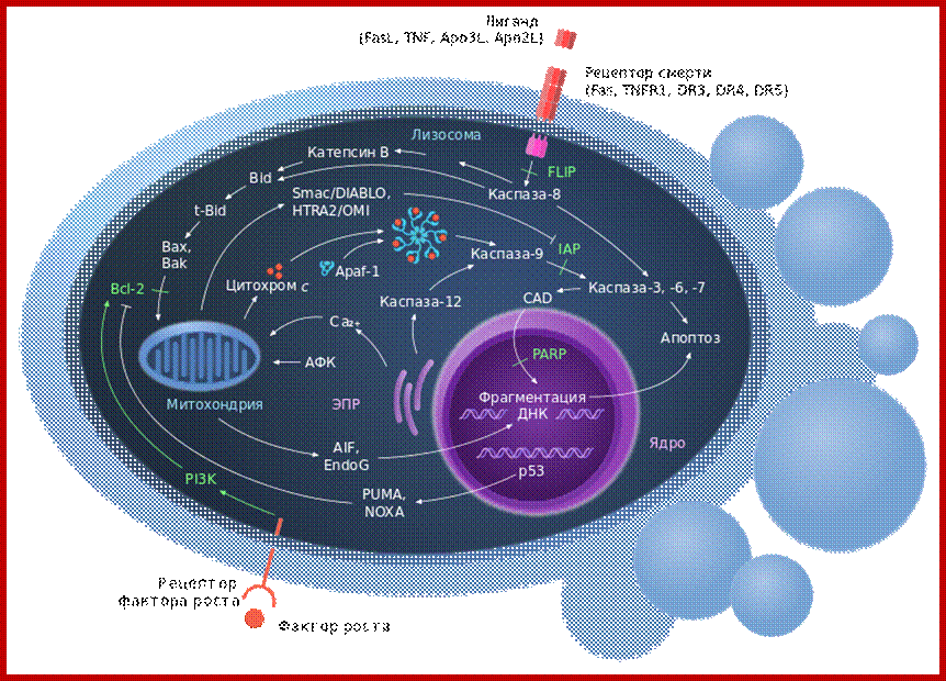 File:Scheme of apoptosis (ru).svg