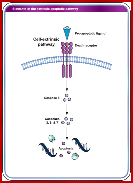 Elements of the extrinsic apoptosis pathway image