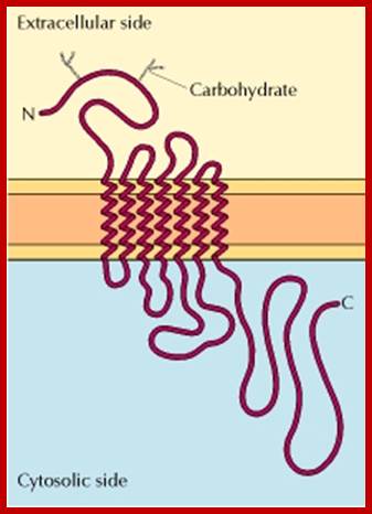 Figure 13.10. Structure of a G protein-coupled receptor.