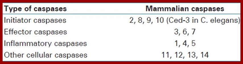 Table 1: Types of caspases