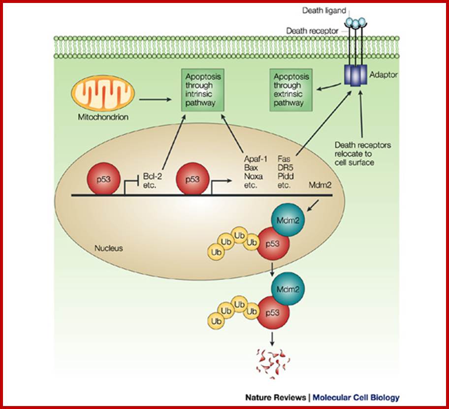 Deadly encounter: ubiquitin meets apoptosis