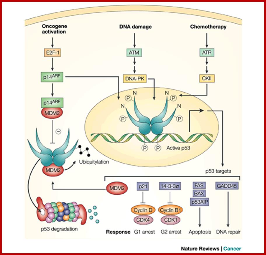 Rescuing the function of mutant p53