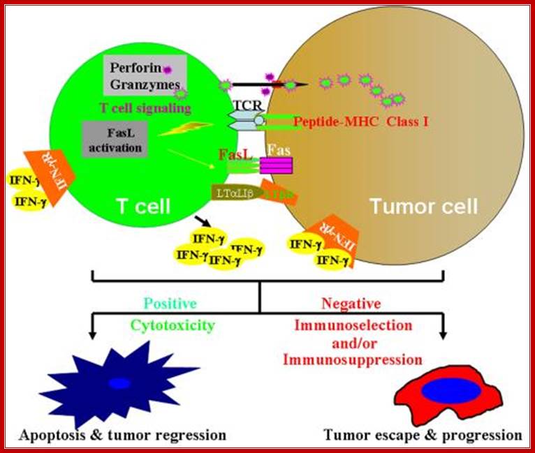 liu lab 2 image