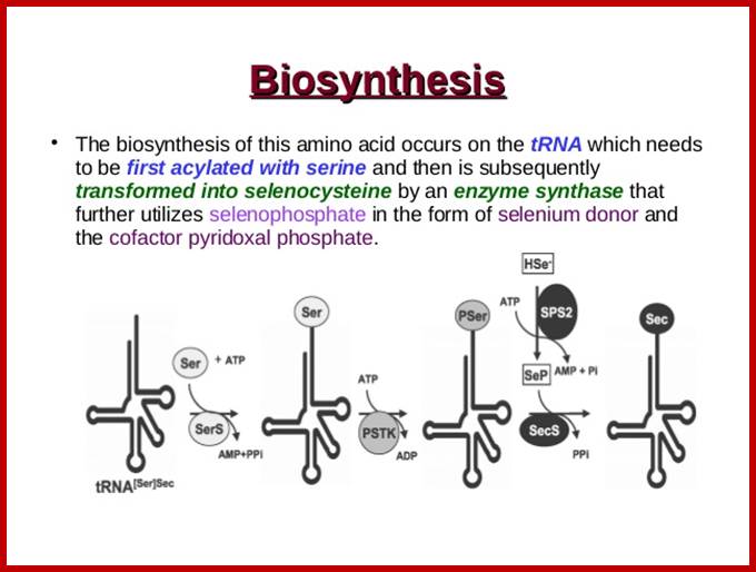 aminiacid-selenocysteine-and-pyrrolysine-9-638