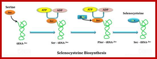 Image result for selenocysteine and pyrrolysine