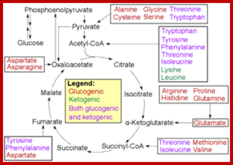 300px-Amino_acid_catabolism_revised