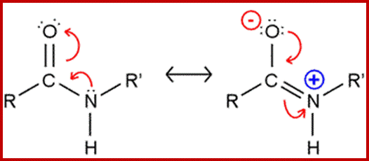 peptide-bond