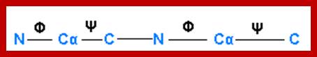 Polypeptide Chain