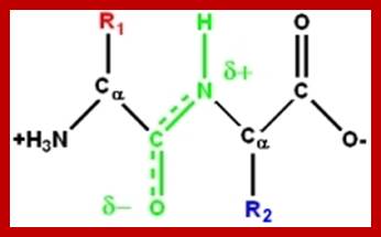 peptide_geom