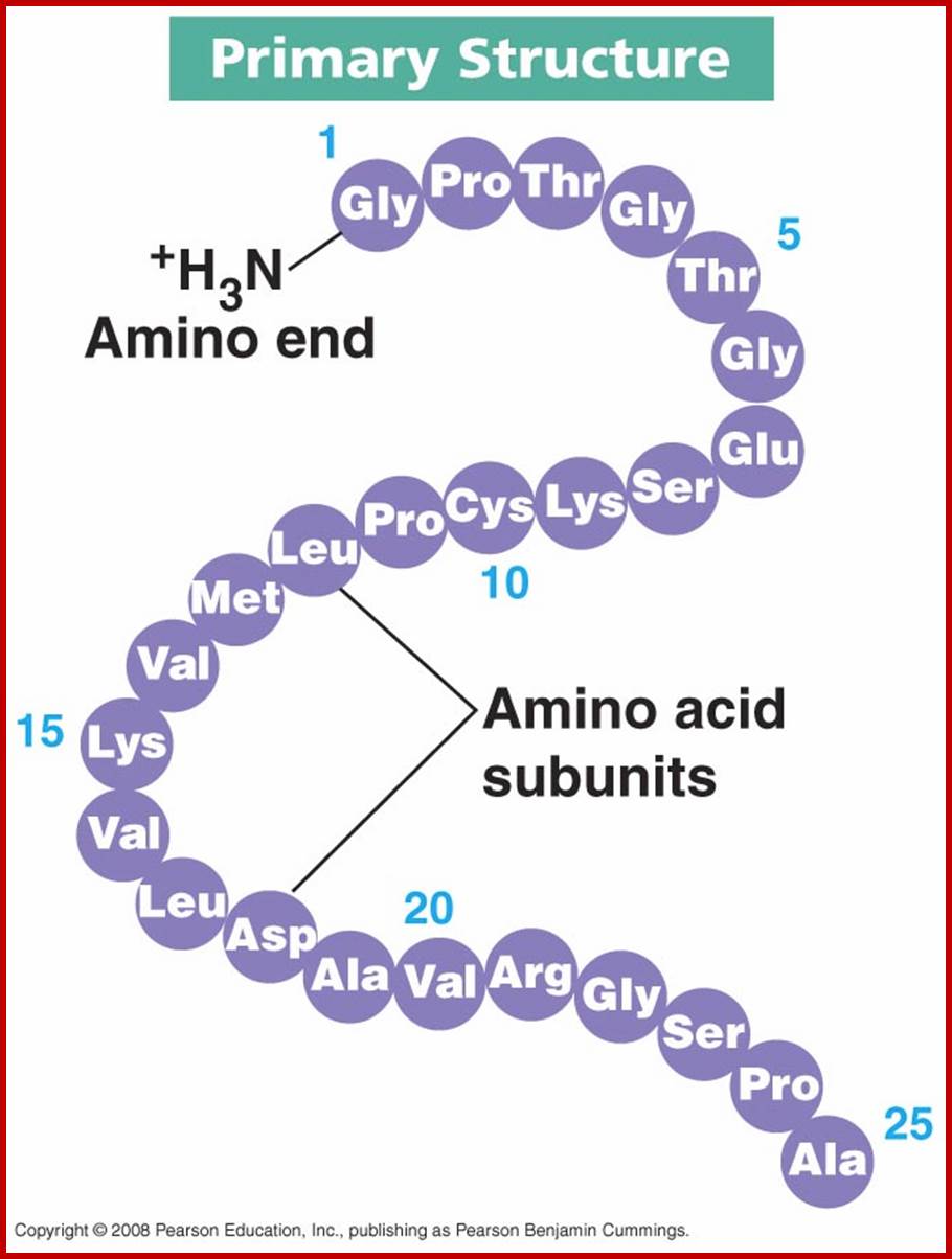 protein_-_primary_structure