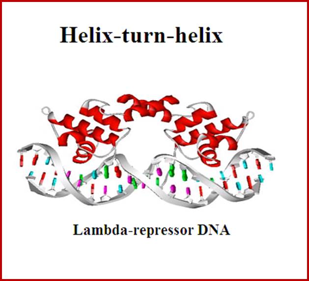 helix_motif_dna