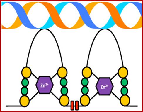 Topology of Zinc-finger Motifs