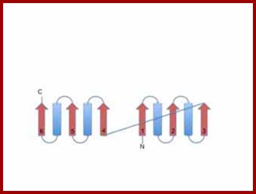 Rossman fold illustration