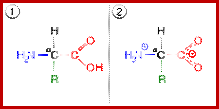 An amino acid, which shown in two ionization states. First, it is shown in the same arrangement as the lead image. This is the unionised form. It is also shown in the ionized form, after the carboxyl group has lost a hydrogen atom, which introduces a negative charge, and the amino group has gained a hydrogen, which introduces a positive charge.