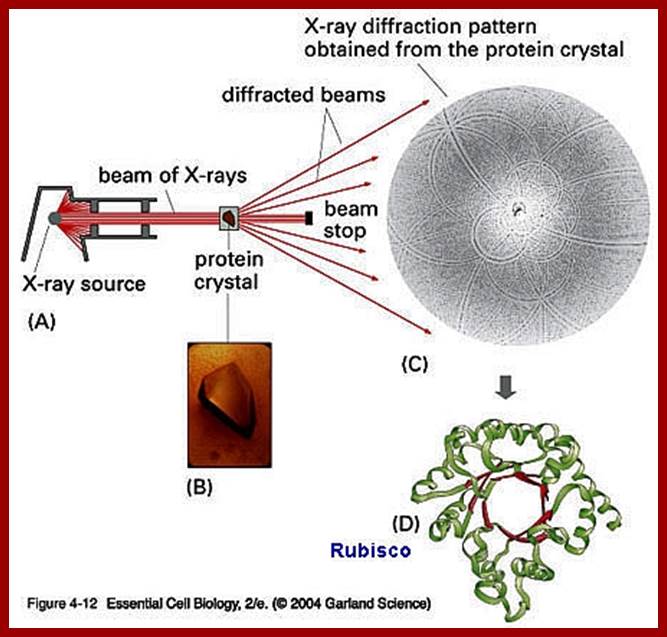 xray diffra prot