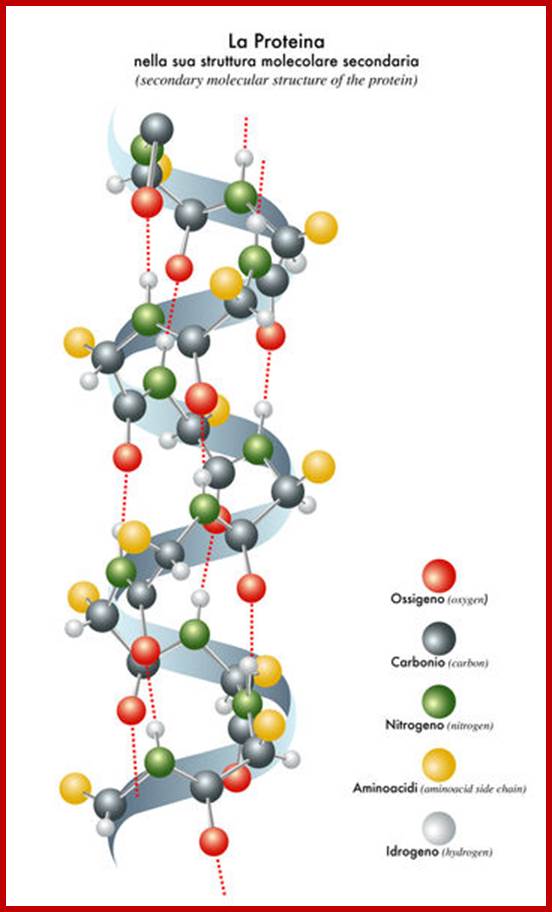 protein-structure-3782