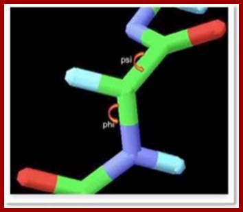 Protein torsion angles phi and psi