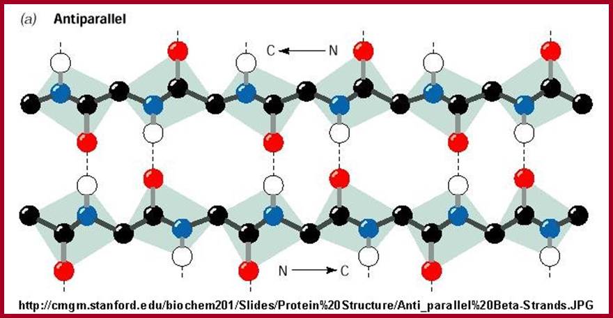 Anti_parallelBeta-Strands