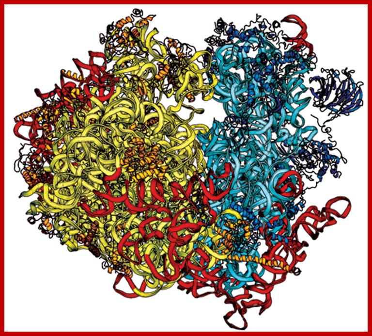 The structure of the yeast ribosome is shown with the large rRNA subunit in yellow, the small rRNA subunit in light blue, additional eukaryote-specific rRNA segments in red, and accessory proteins in orange and dark blue.