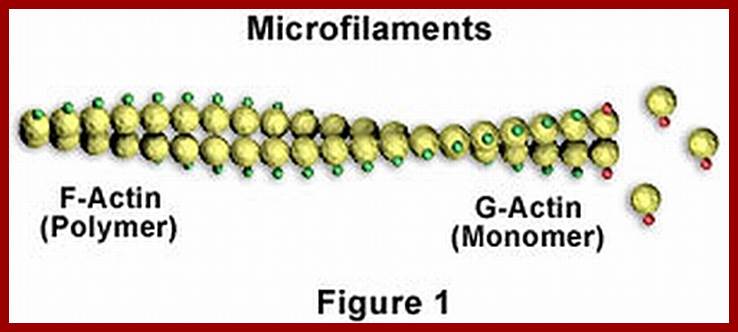 use microfilament