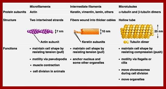 use Cytoskeletal members