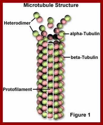 goodmicrotubules