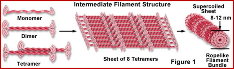 intermediatefilamentsfigure1