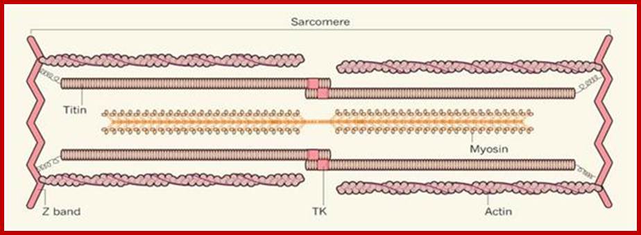 sarcomere