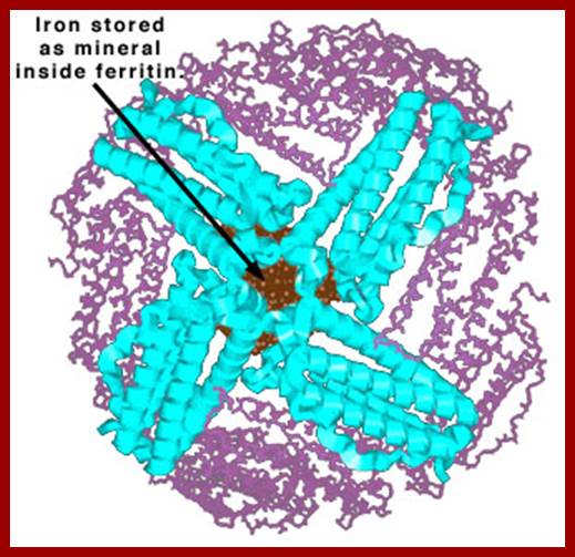 ferritin1