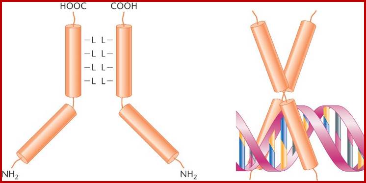 17_16-activator_leucine-zipper