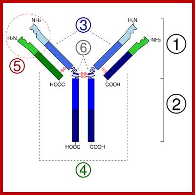 2000px-Immunoglobulin_basic_unit